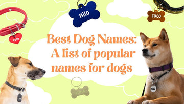Best Dog Names: A Guide to Naming Your New Furry Friend in 2025