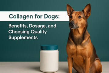 Collagen for Dogs: Benefits, Dosage, and Choosing Quality Supplements