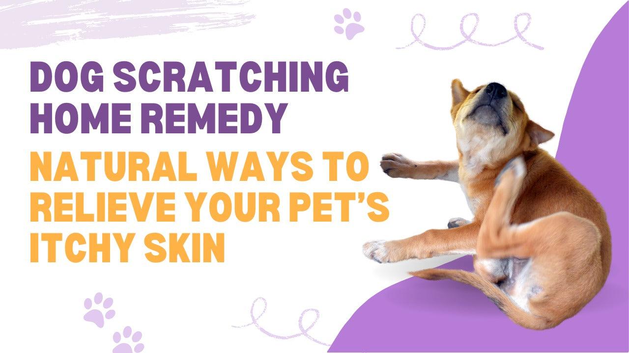 home remedies dog scratching and licking but no fleas