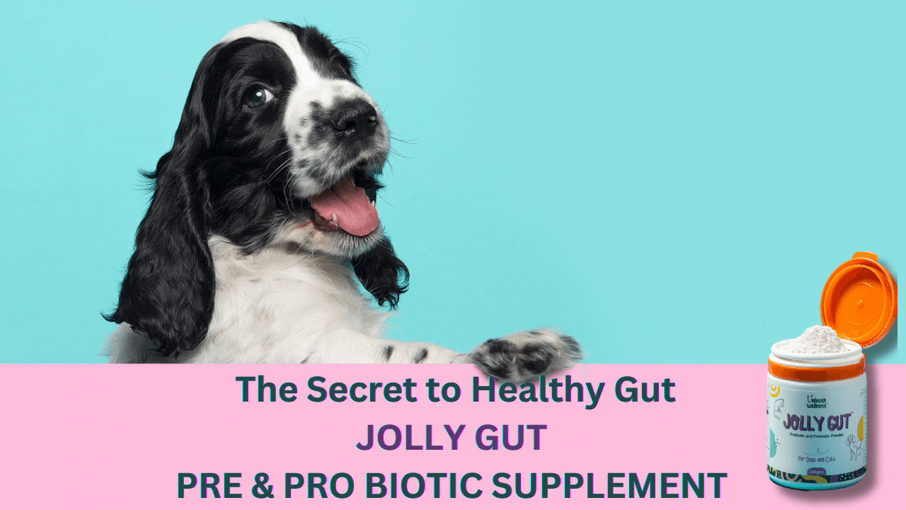JOLLY GUT - Pre & Probiotic Supplement for Dogs and Cats (200 grams)