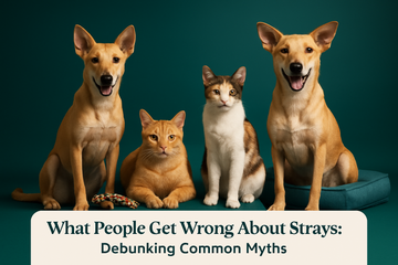 What People Get Wrong About Strays: Debunking Common Myths