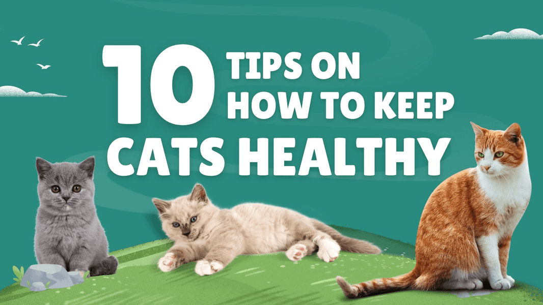 10 Tips on How to Keep Cats Healthy | Unleash Wellness