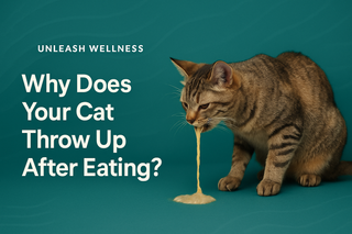 Why Does Your Cat Throw Up After Eating?