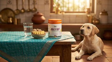 Dog nausea home remedies with JOLLY GUT probiotic - Unleash Wellness