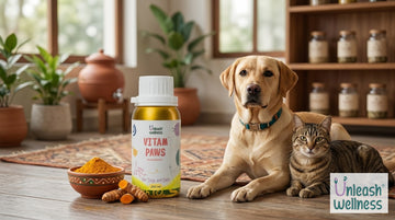 Turmeric for dogs benefits, dosage and recipes - Unleash Wellness