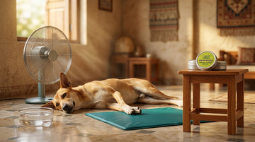 Summer pet care India 2026 - Unleash Wellness