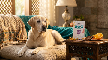 Caring for older dogs senior pet wellness - Unleash Wellness
