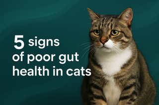 Cat Diarrhea: Causes, Home Care and When to See a Vet