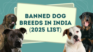 Banned Dogs in India (2025): Complete Guide to New Breed Restrictions