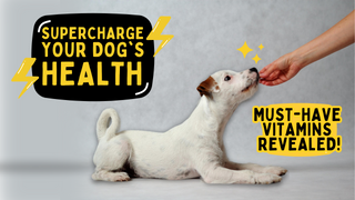 Discover Best Vitamins for Puppies for Optimum Health