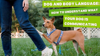 Understanding Dog Language: A Pet Parent's Guide to What Your Furry Friend is Really Saying!