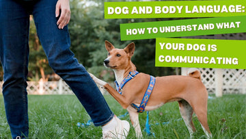 Understanding Dog Language: A Pet Parent's Guide to What Your Furry Friend is Really Saying!