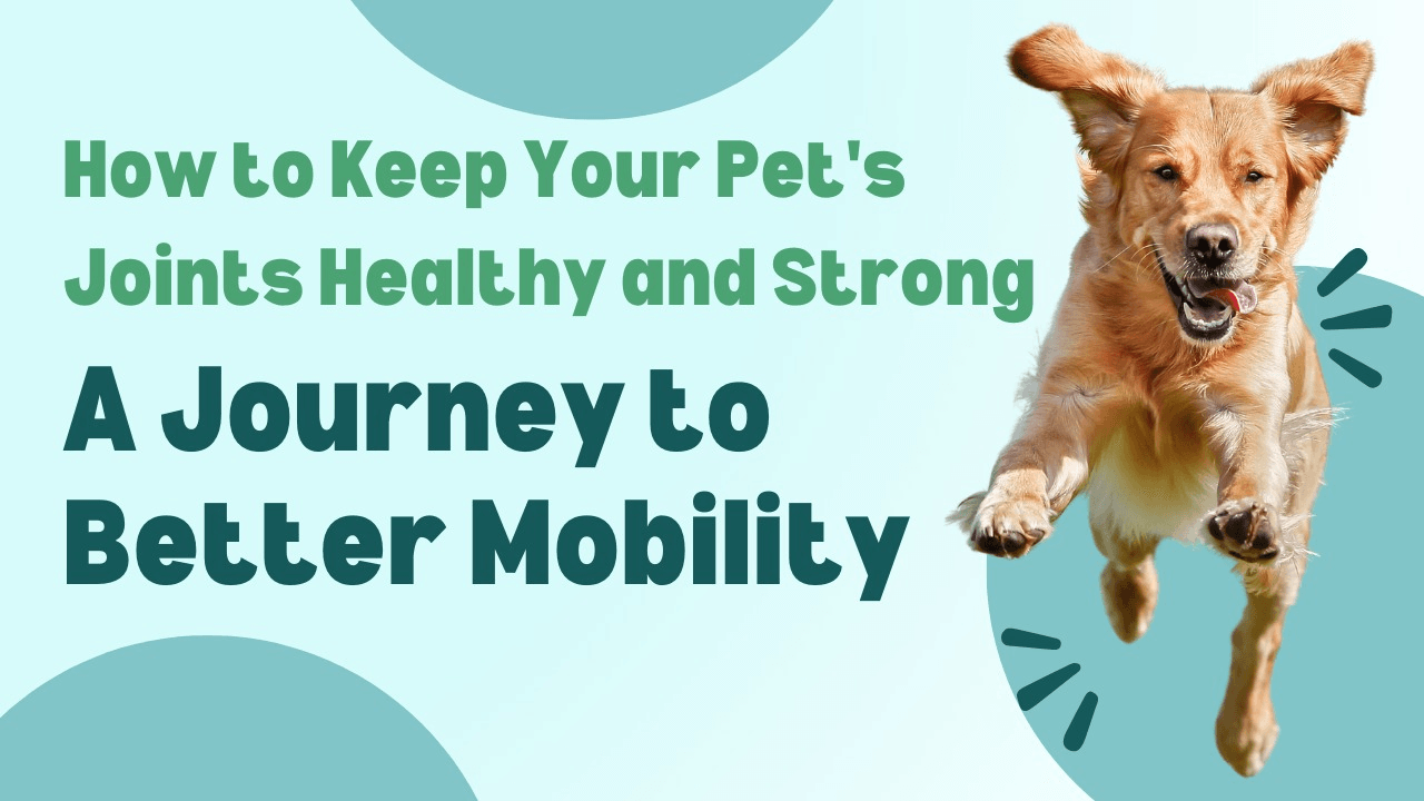 How to Keep Your Pet's Joints Healthy and Strong | Unlea