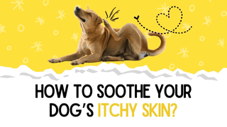 My Dog Won't Stop Scratching: A Guide to Soothing Dry, Itchy Skin in Pets