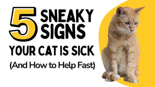 How to Stop Your Cat from Getting Sick All the Time