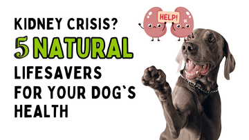 Best Natural Supplements for Dogs with Kidney Problems - Unleash Wellness
