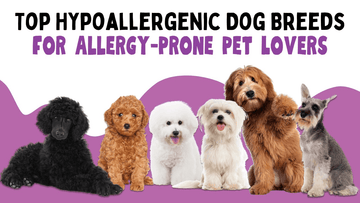 Top Hypoallergenic Dog Breeds: A Complete Guide for Allergy-Prone Pet Parents - Unleash Wellness