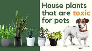 House Plants That Are Toxic for Pets: A Pet Parent's Guide to Safe Greenery