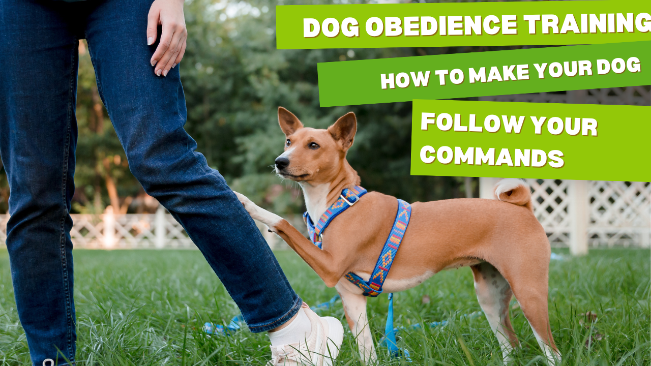 Essential Dog Obedience Training Exercises for Pet Parents