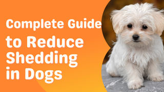 Complete Guide to Reducing Shedding in Dogs