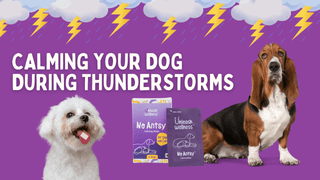 How to Soothe Your Dog during Thunderstorm and the Benefits of Using No Antsy