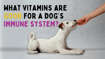 What Vitamins are good for dog's immune system?