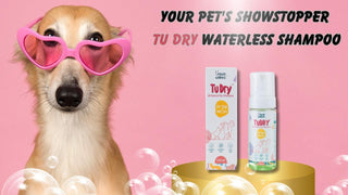 The Wonders of All-Natural Waterless Shampoo for Dogs