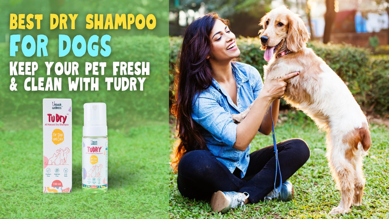 Best Dry Shampoo for Dogs: Keep Your Pet Fresh & Clean | TuDry