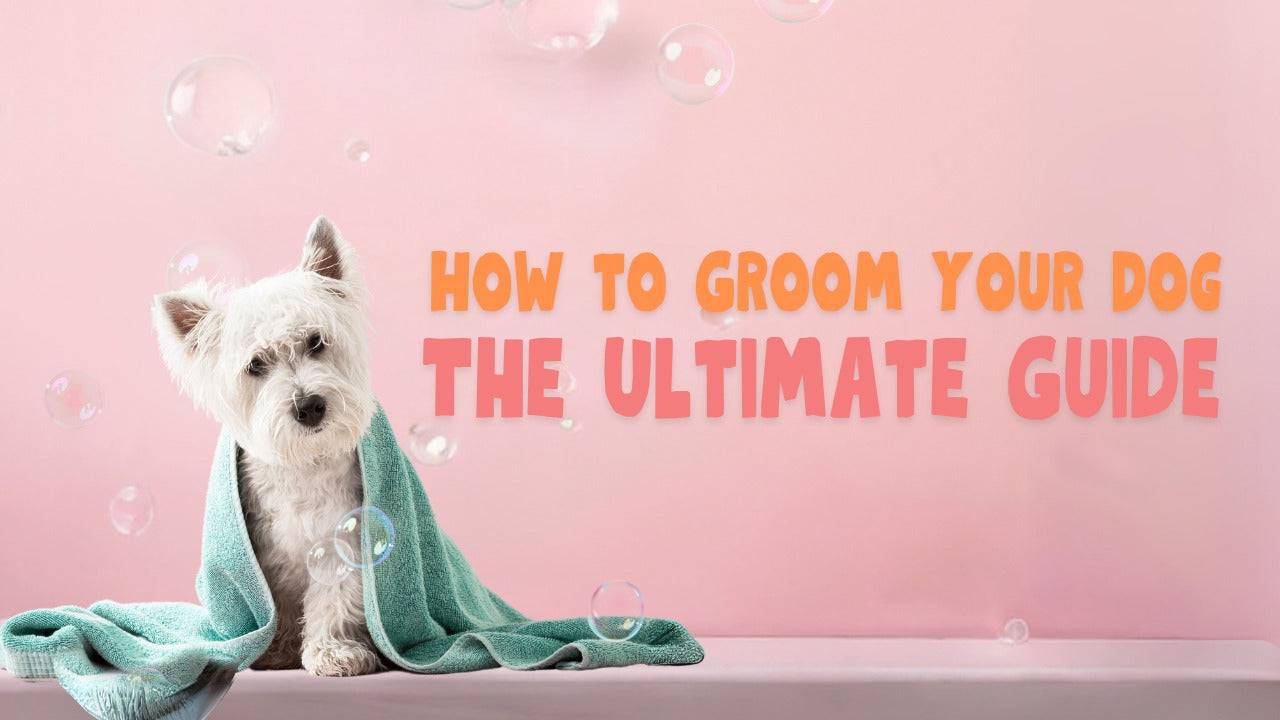 How to Groom Your Dog: The Ultimate Guide
