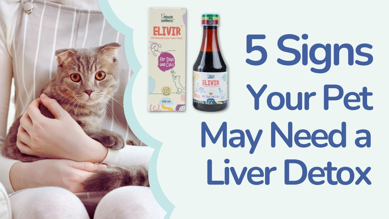 5 Signs Your Pet May Need A Liver Detox