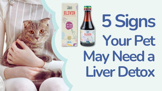 5 Signs Your Pet May Need A Liver Detox
