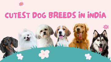 Most Adorable Furry Friends: The Ultimate Guide to Cute Dog Breeds in India
