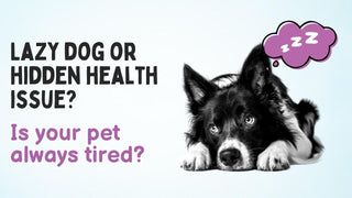 Lethargic Furry Friend? Uncovering the Mystery of Dog Tiredness!