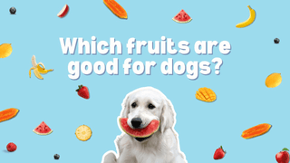 Which Fruits Are Good For Dogs? A Pet Parent's Guide to Safe Snacking