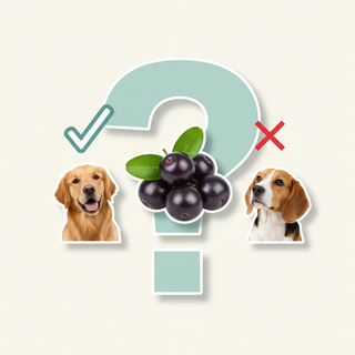 Jamun and Dogs: Is This Purple Fruit Safe to Share?