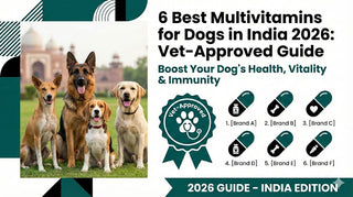 6 Best Multivitamins for Dogs in India 2026: Vet-Approved Guide