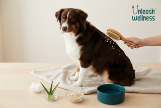 How to Fix Dog Dandruff: Causes + Natural Remedies