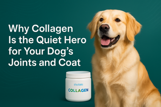 Why Collagen Is the Quiet Hero for Your Dog's Joints and Coat