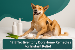 12 Effective Itchy Dog Home Remedies For Instant Relief