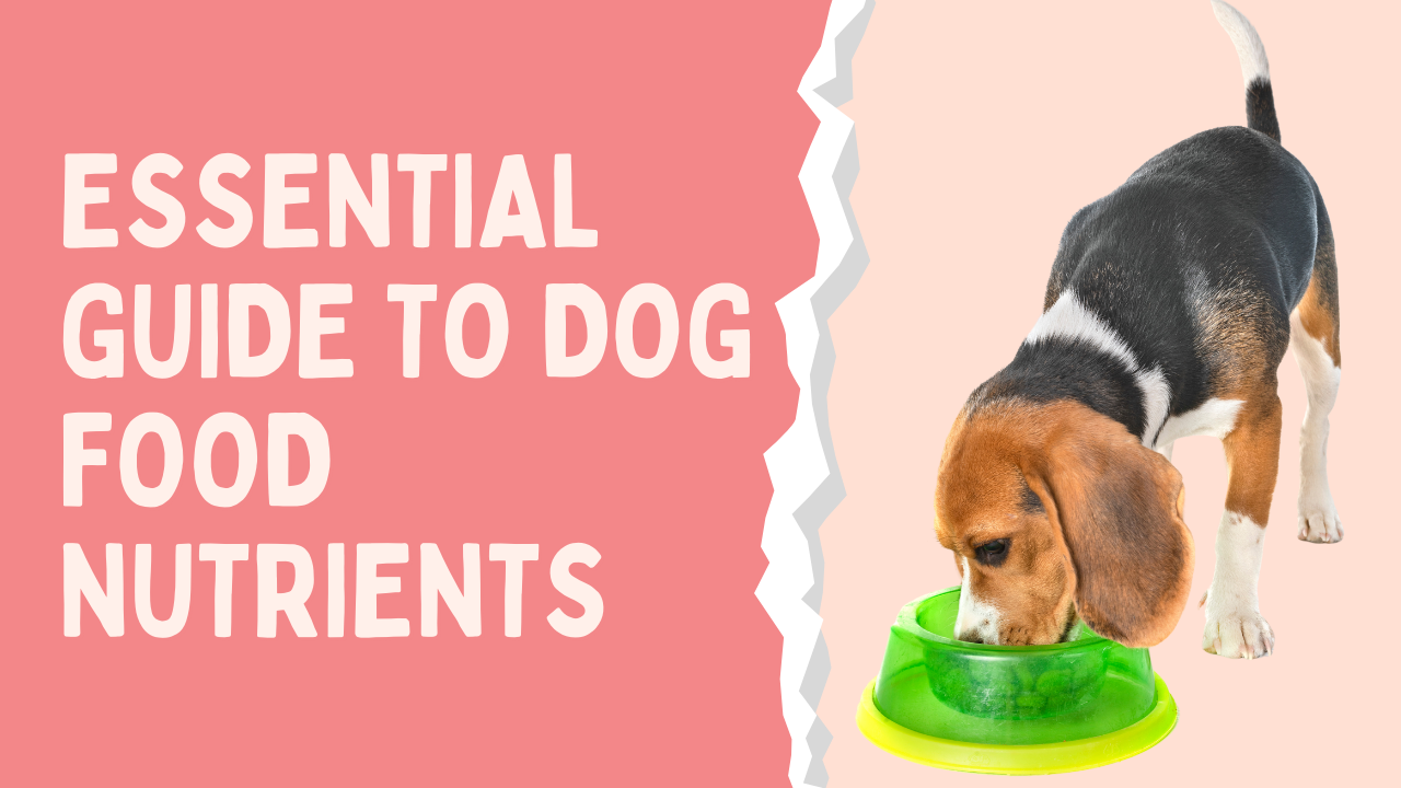 Essential Guide to Dog Food Nutrients: What Your Pet Really Needs