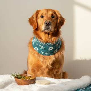 Keep Your Dog's Coat Shiny Through Winter Chill