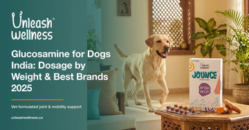 Healthy Labrador in a warm Indian home with JOUNCE joint-support tablets — Unleash Wellness glucosamine for dogs