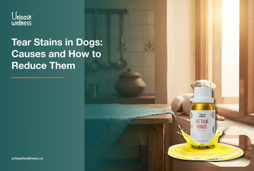 Bright-eyed white dog by a sunny window with Unleash Wellness Vitam Paws multivitamin, reducing tear stains in dogs