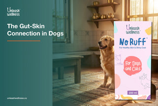 The Gut-Skin Connection in Dogs: How Digestion Affects the Coat
