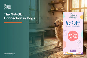 Glossy-coated dog resting on a rug with Unleash Wellness No Ruff skin and coat supplement, the gut-skin connection in dogs