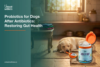 Probiotics for Dogs After Antibiotics: Restoring Gut Health