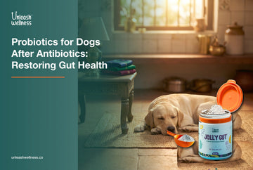 Labrador resting and recovering at home with Unleash Wellness® Jolly Gut probiotic to restore gut health for dogs after antibiotics