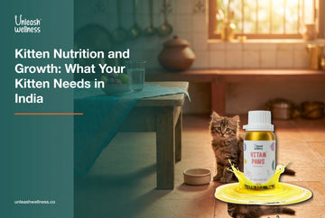 Kitten beside a food bowl in an Indian home with Unleash Wellness Vitam Paws multivitamin for kitten nutrition and growth