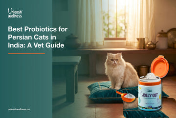 Fluffy Persian cat by a sunny window with Unleash Wellness Jolly Gut probiotic, a vet guide to best probiotics for Persian cats in India
