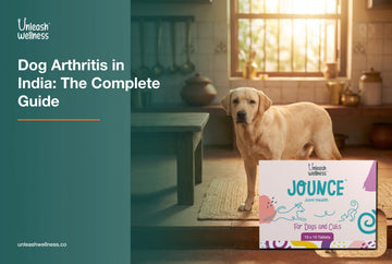 Senior Labrador moving comfortably with Unleash Wellness Jounce joint supplement, dog arthritis in India guide